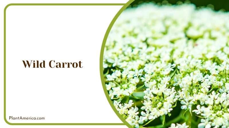Wild Carrot Herb Plant America