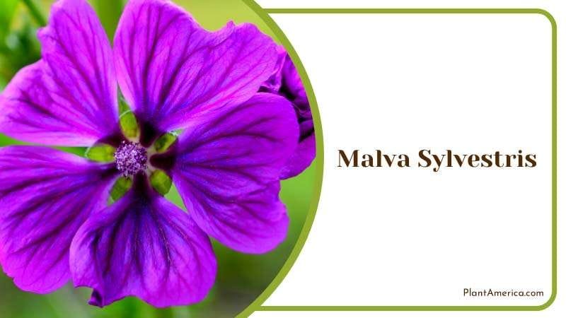 Wild Charm of Malva Sylvestris Plant America