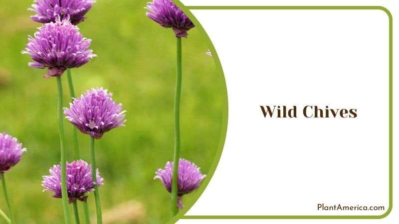 Wild Chives Plant America Wild Chives Plant America