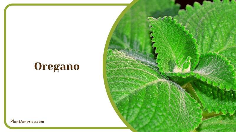 Wild Green Oregano Plant Plant America