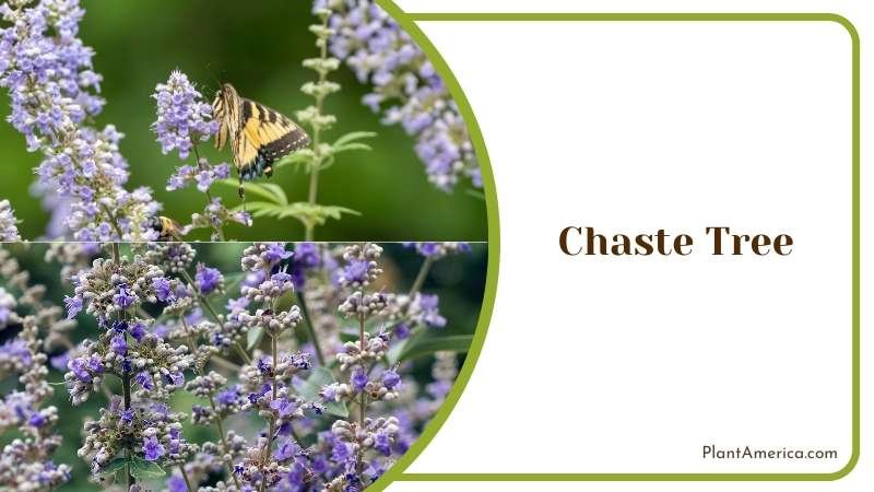 Wild Lavender with Butterfly Plant America