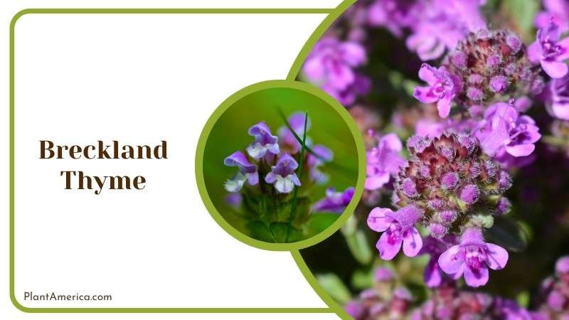 Wild Purple Breckland Thyme Plant America