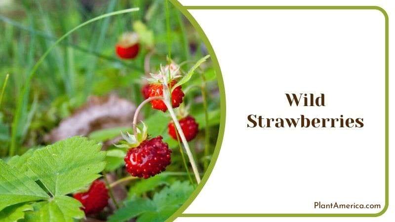 Wild Strawberries Plant America