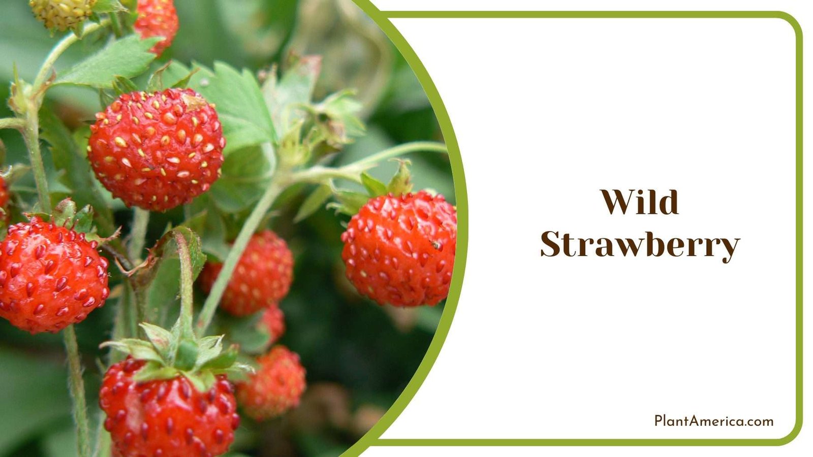 Wild Strawberry Plant America