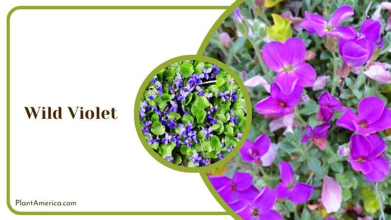 Wild Violet Wildflower Plant America 1