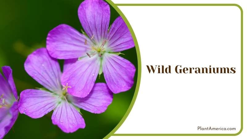 Wildly Beautiful Wild Geraniums Plant America