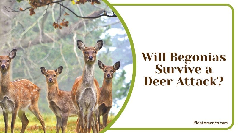Will Begonias Survive a Deer Attack ~ PlantAmerica