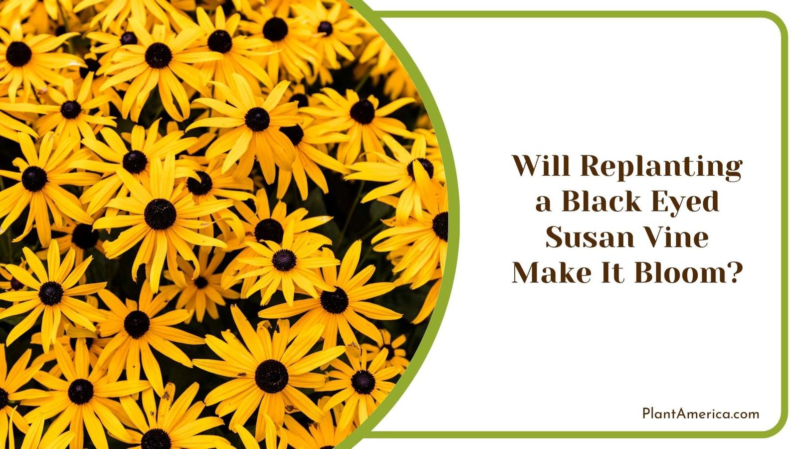 Will Replanting a Black Eyed Susan Vine Make It Bloom Plant America