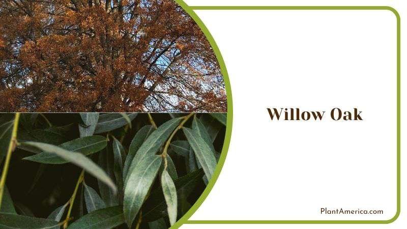 Willow Oak Plant America