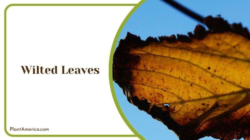 Wilted Leaves Plant America Wilted Leaves Plant America