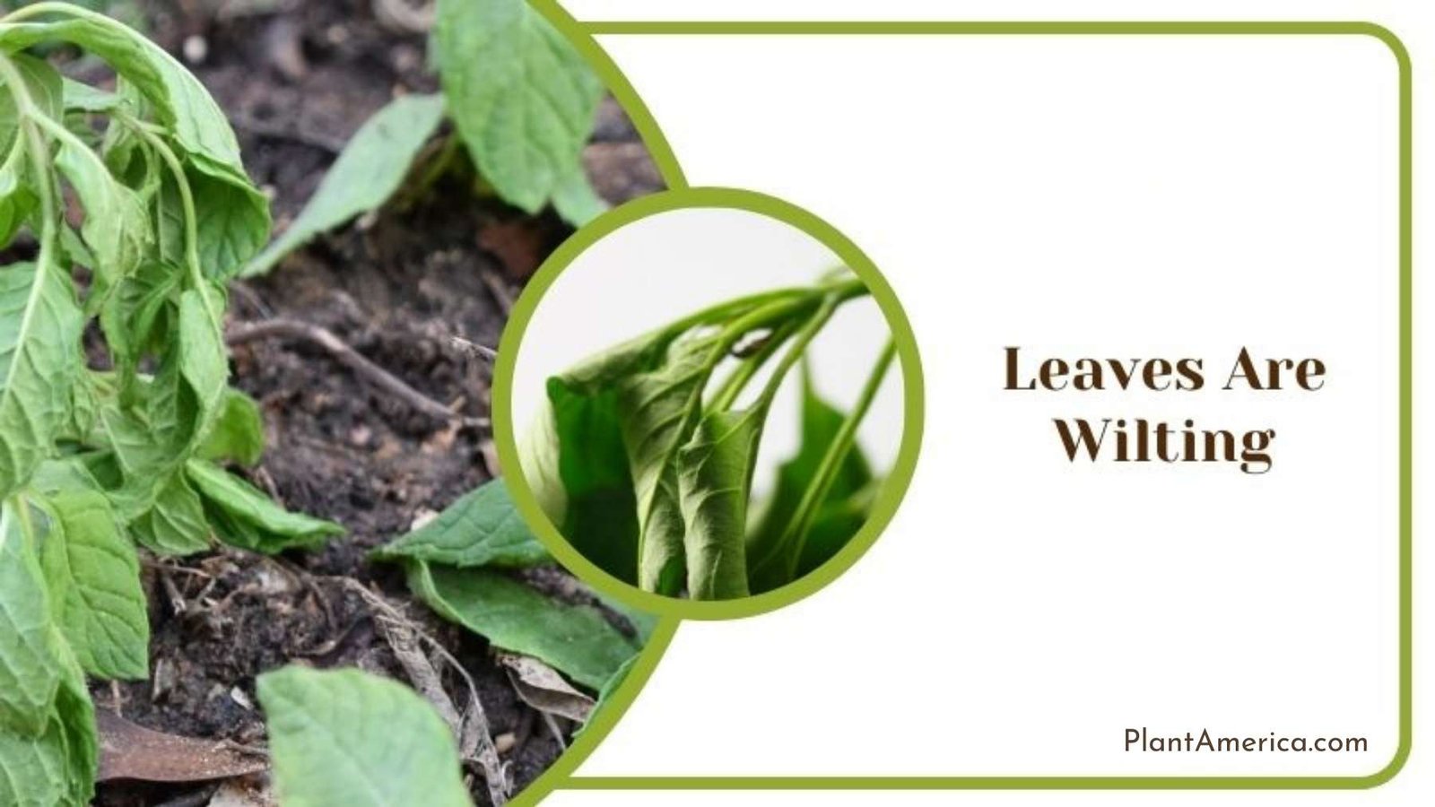 Wilting Leaves in Monstera ~ Plant America