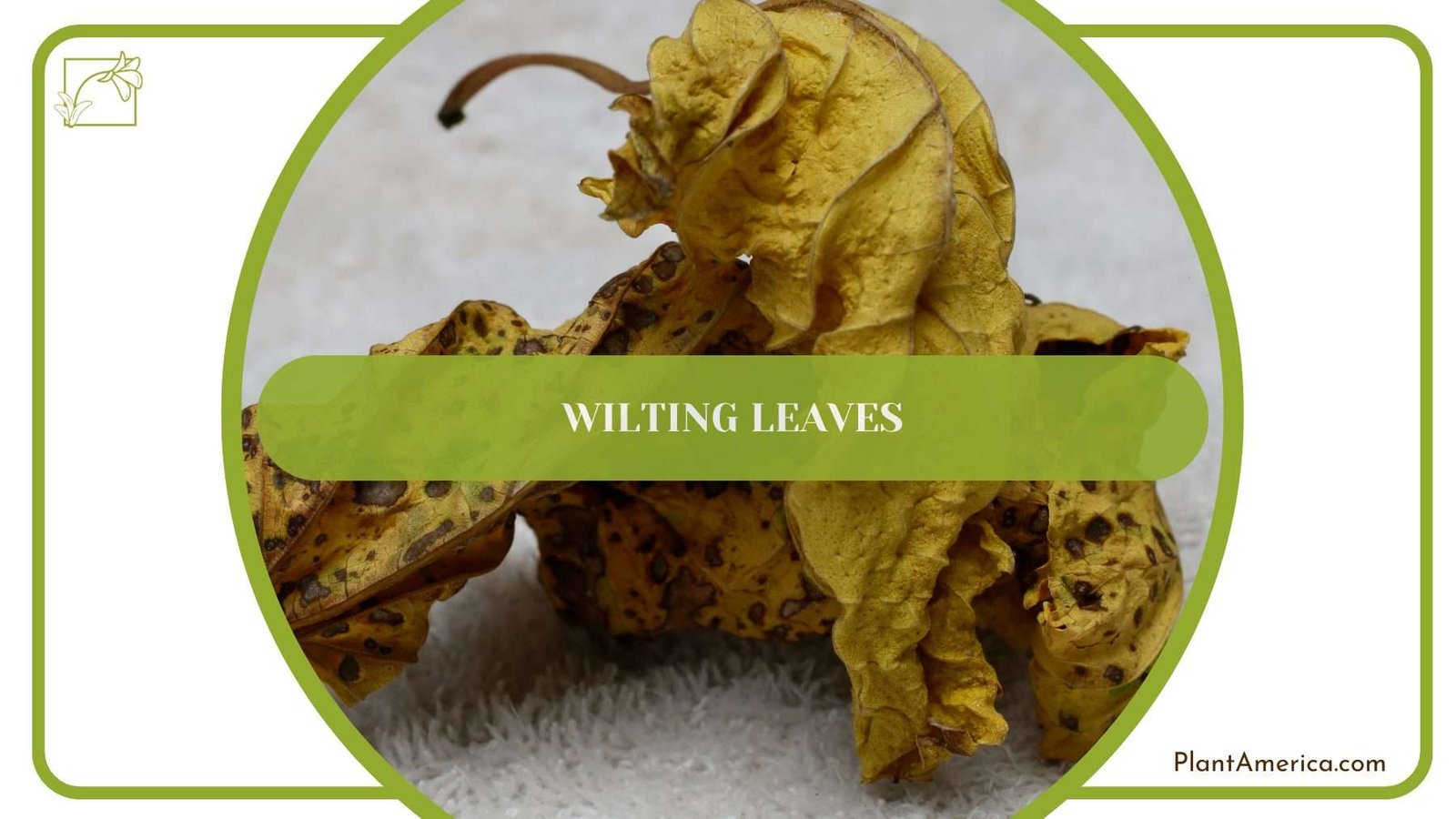 Wilting Leaves on Lemon Fern PlantAmerica