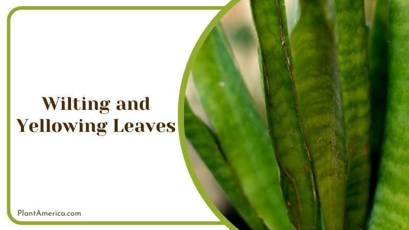 Wilting and Yellowing Leaves Plant America