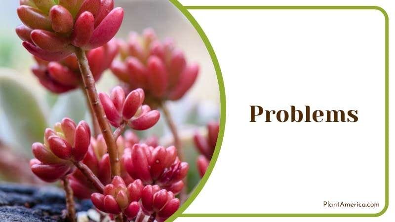 Wilting of Leaves Problems PlantAmerica