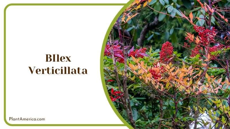 Winter Berries in Plants PlantAmerica