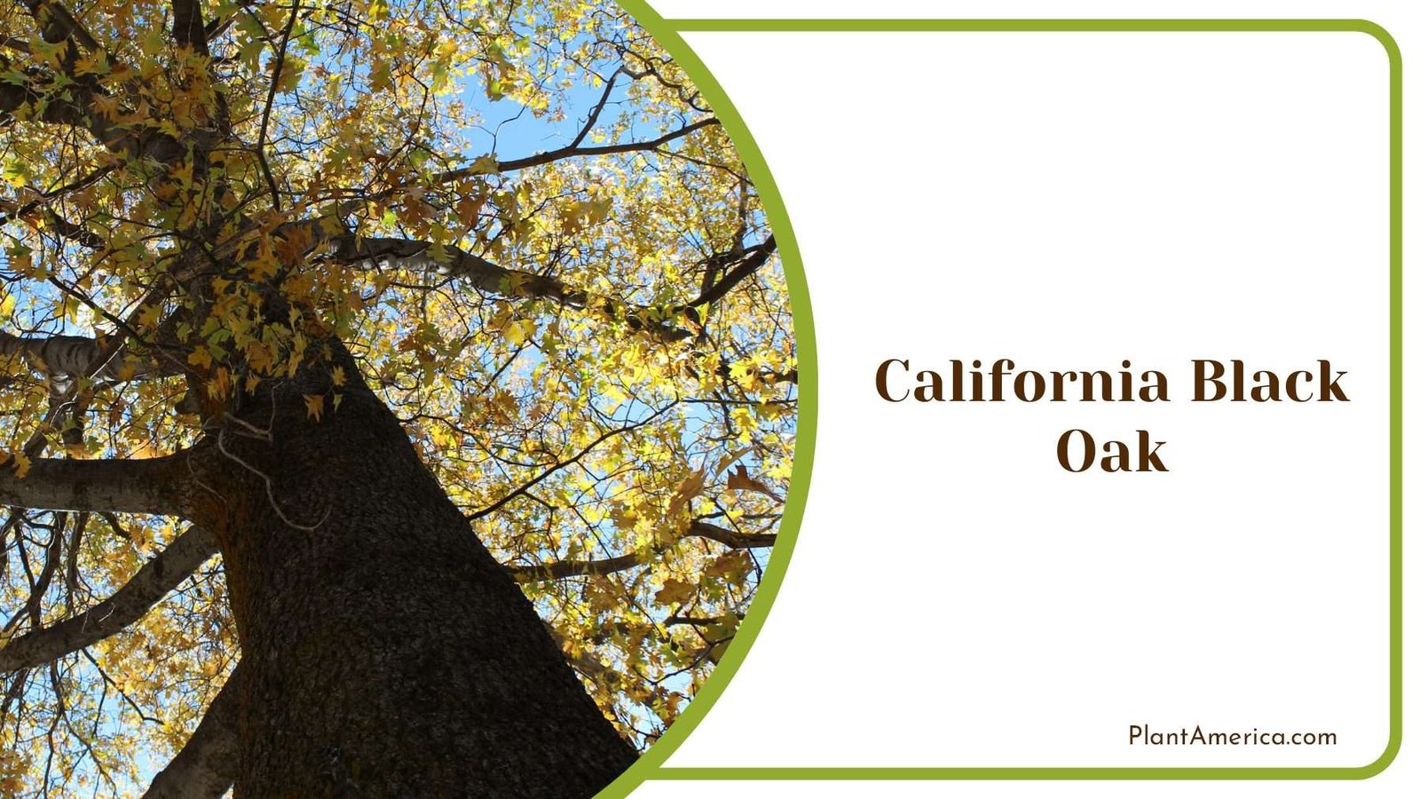 Winter California Black Oak Plant America