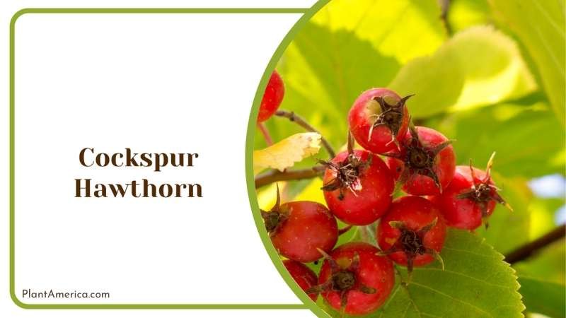 Winter Hardy Cockspur Hawthorn Plant America