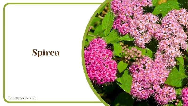 Winter Pink Spirea Plant America