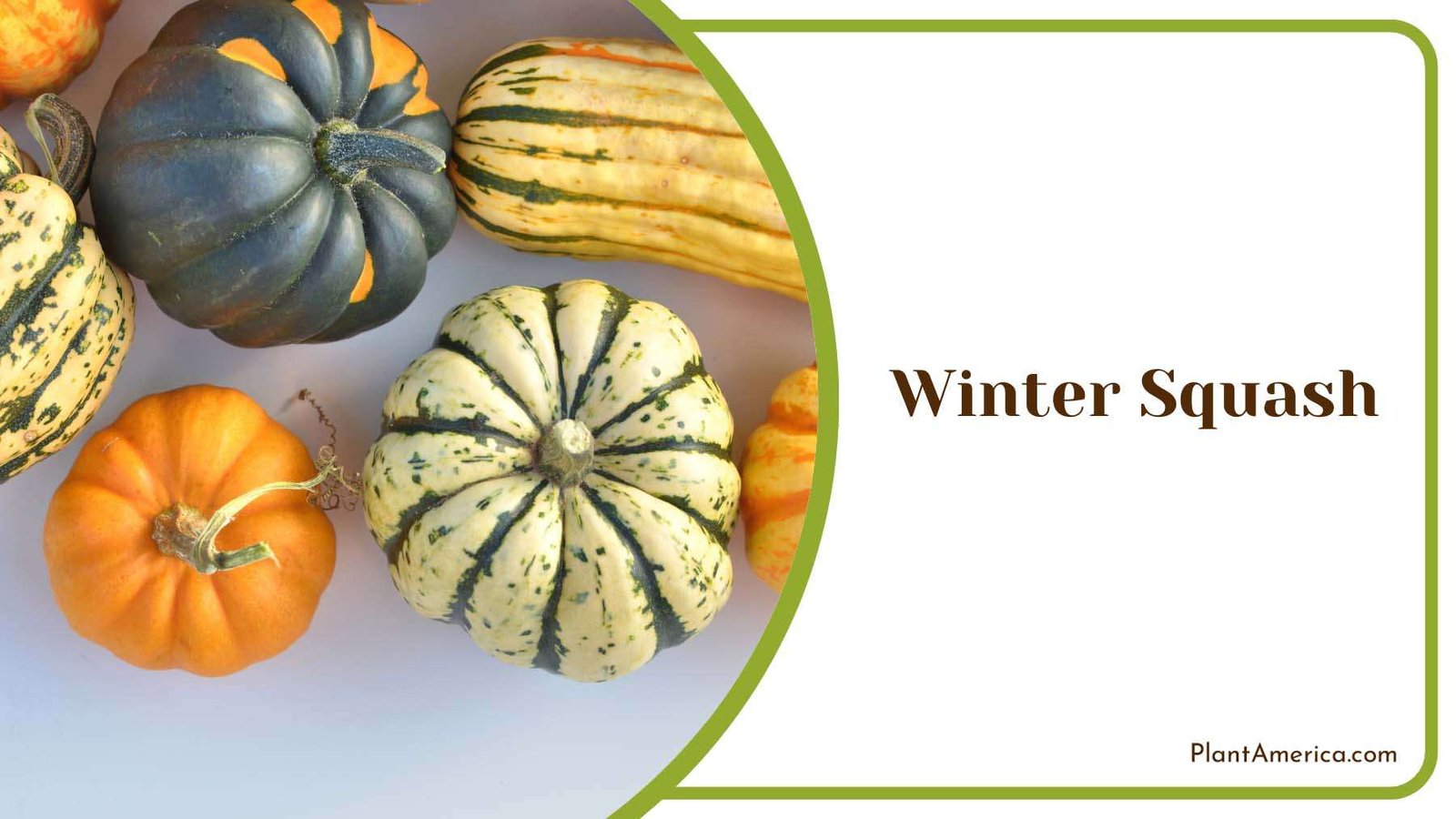 Winter Squash Plant America