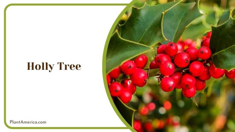 Winterberry Holly Tree Plant America