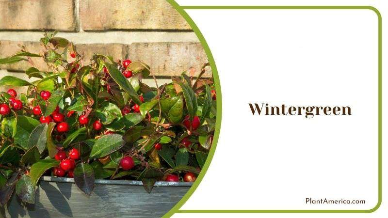 Wintergreen or Gaultheria Procumbens PlantAmerica