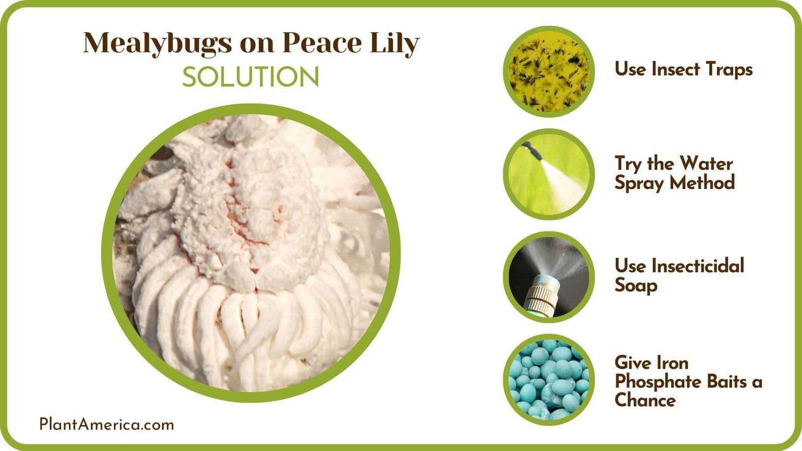 Wipe Out Mealybugs From Peace Lily PlantAmerica Wipe Out Mealybugs From Peace Lily PlantAmerica