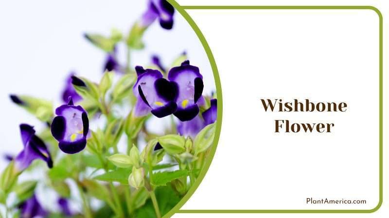Wishbone Flower Plant America