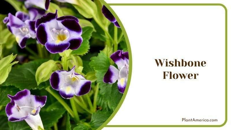 Wishbone Flower PlantAmerica