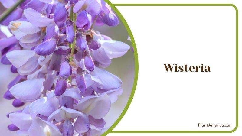 Wisteria Plant America