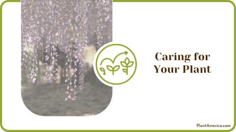 Wisteria Plants Care Plant America