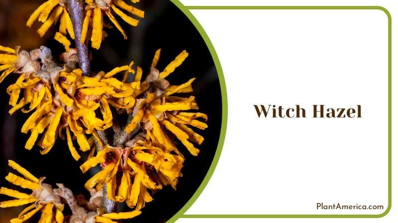 Witch Hazel Shrub Plant America Witch Hazel Shrub Plant America