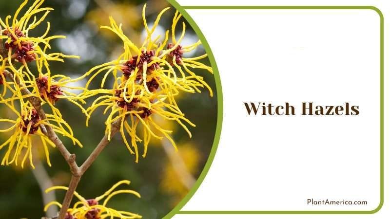 Witch Hazels PlantAmerica