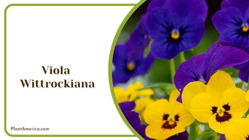 Wittrock Viola Wittrockiana Plant America