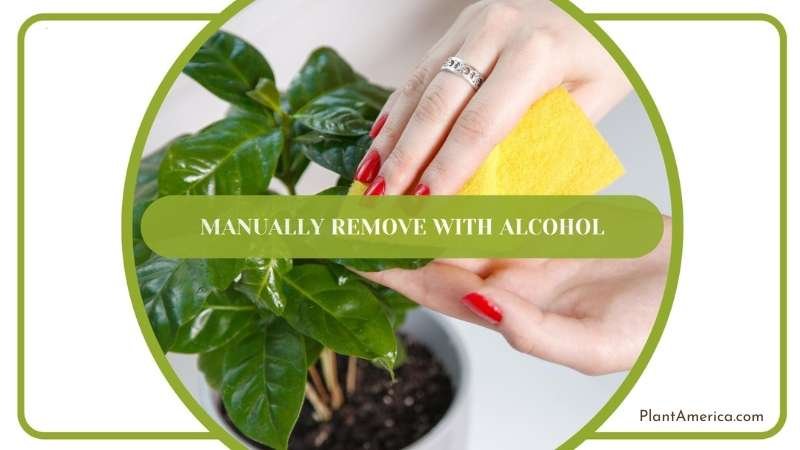 Woman Disinfection Her Plant With Alcohol Plant America