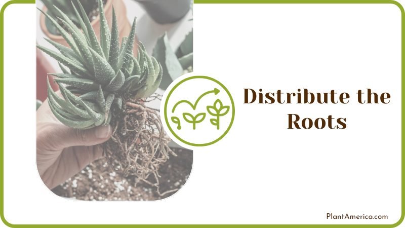 Woman Transplanting Succulent on Floor Plant America Woman Transplanting Succulent on Floor Plant America