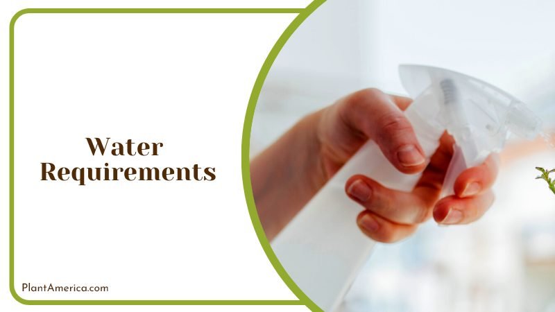 Woman Watering Succulent Plants Plant America