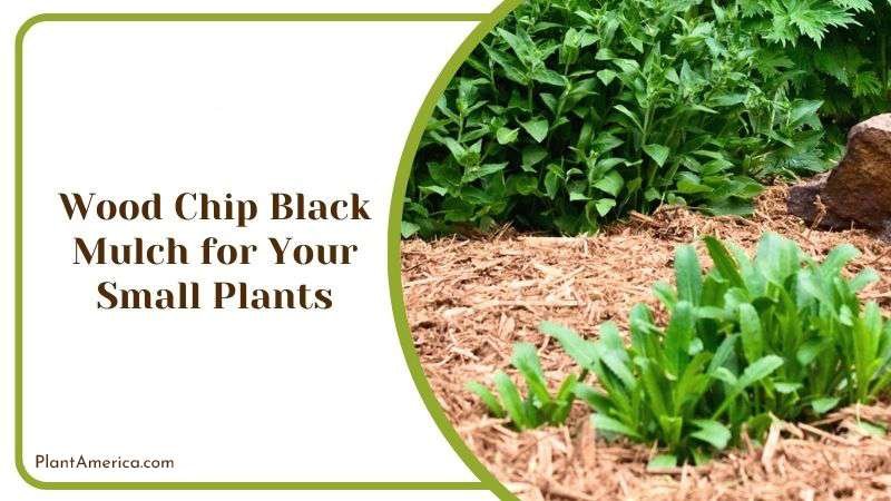 Wood Chip Black Mulch for Your Small Plants PlantAmerica