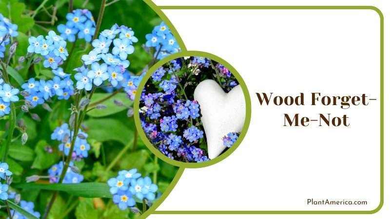 Wood Forget Me Not Wildflower Plant America Wood Forget Me Not Wildflower Plant America