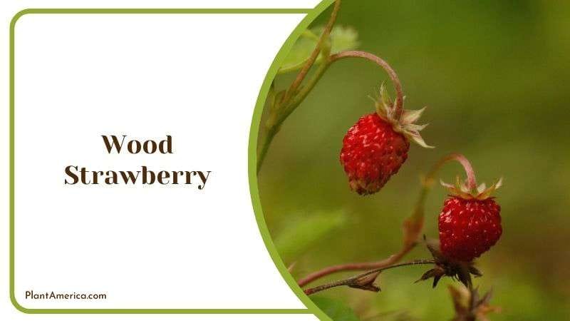 Wood Strawberry Plant America