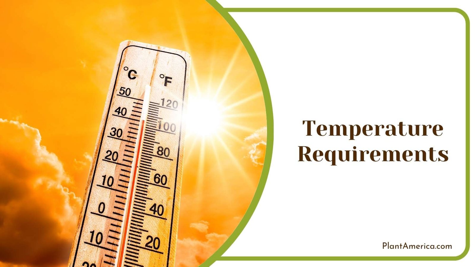 Wooden Thermometer Beside Sun Plant America