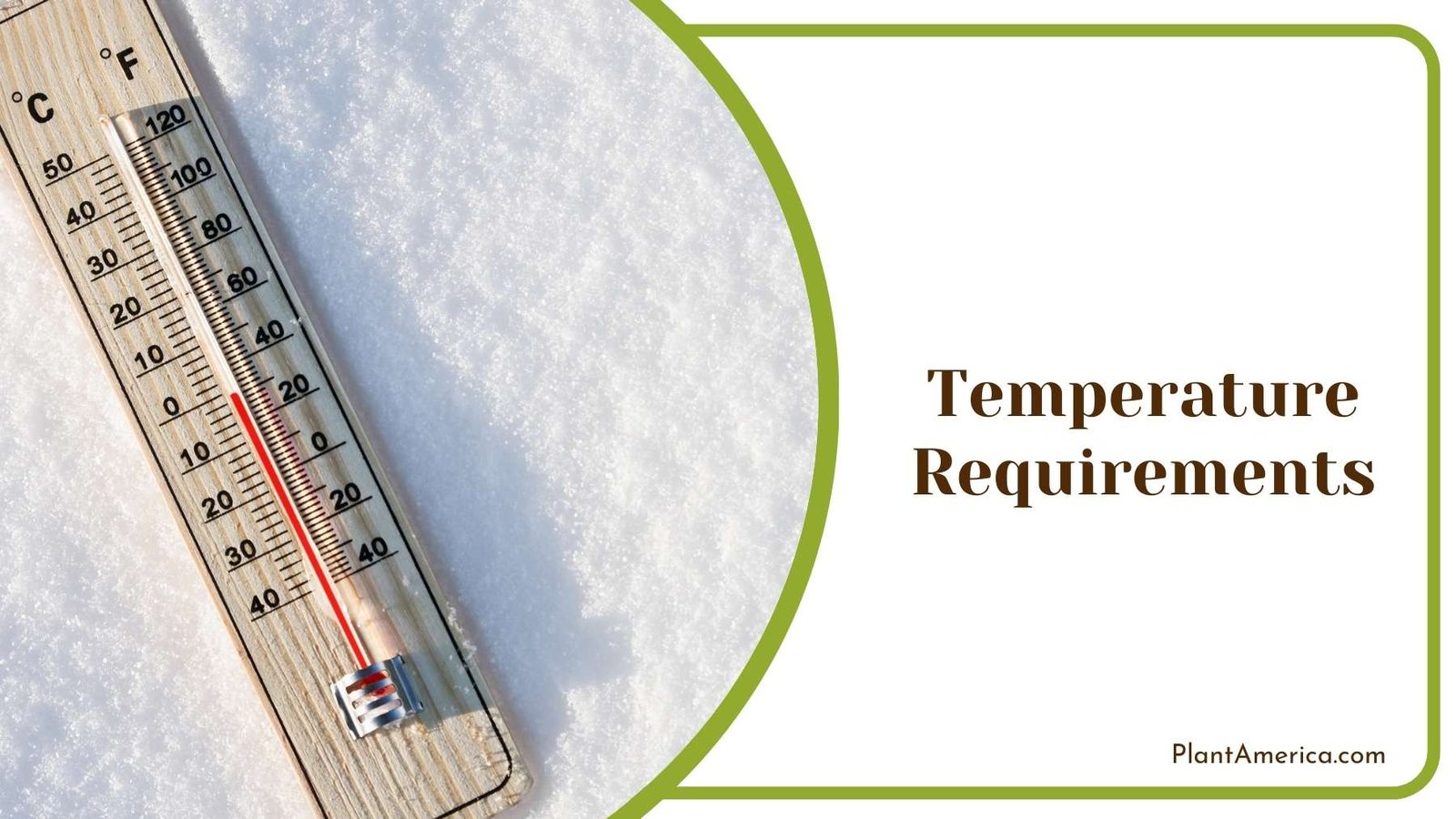 Wooden Thermometer On a Snow Plant America