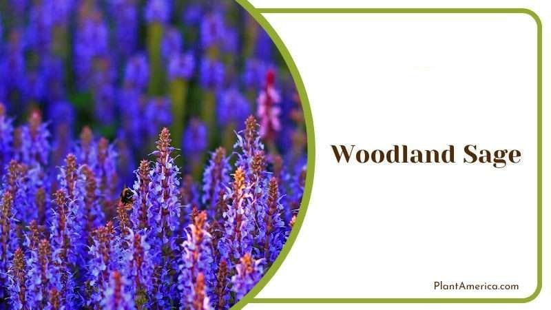 Woodland Sage PlantAmerica