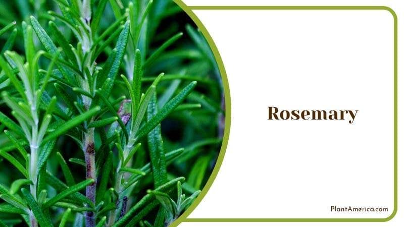 Woody Aroma of Rosemary PlantAmerica