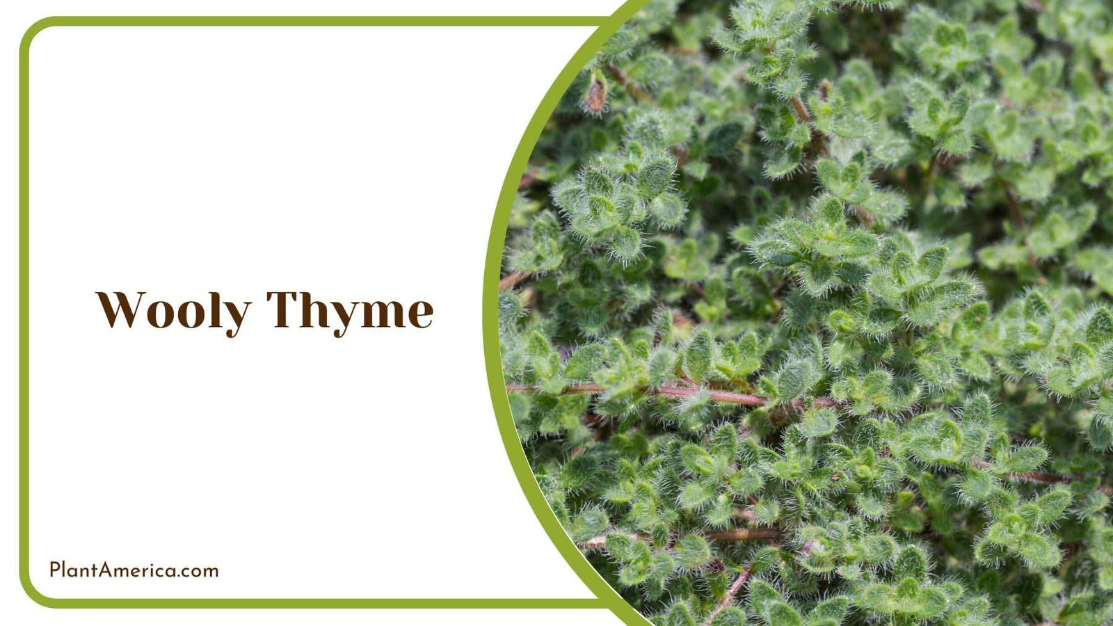 Woolly Thyme Cover Plant Plant America