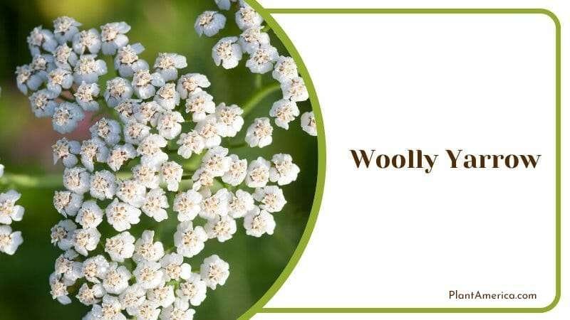Woolly Yarrow PlantAmerica