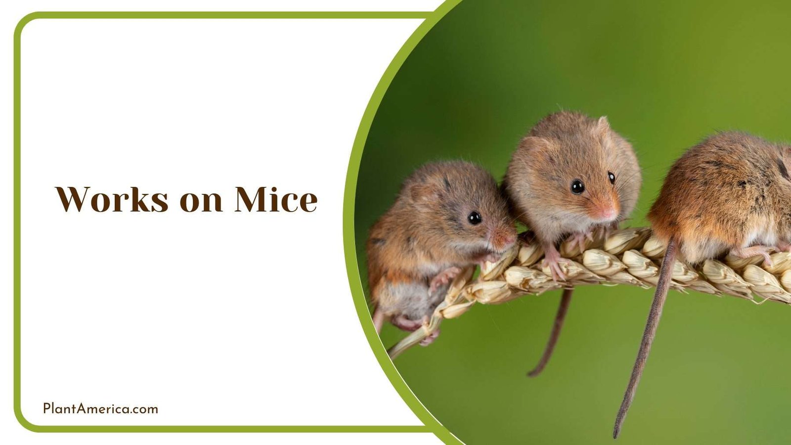 Works on Mice Plant America