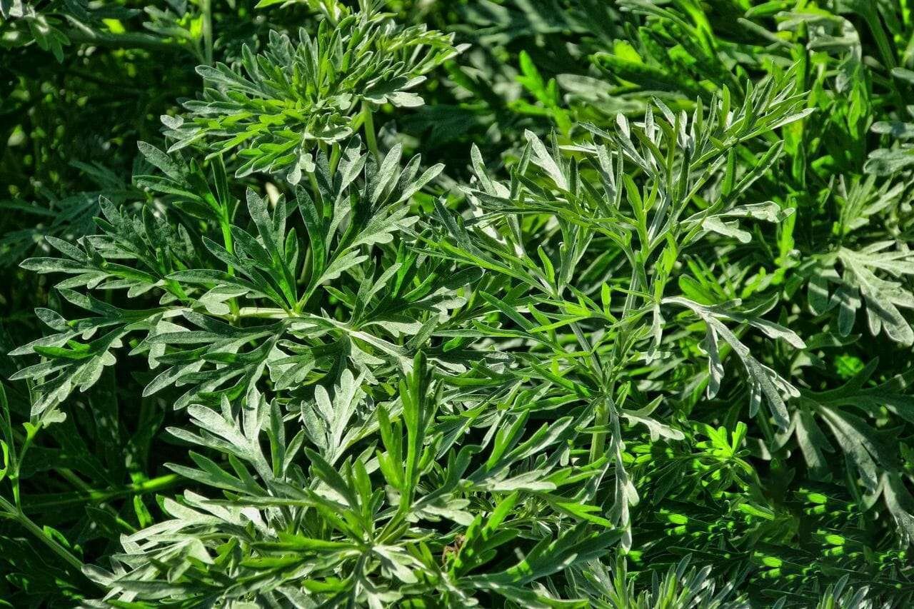 Wormwood Plant America