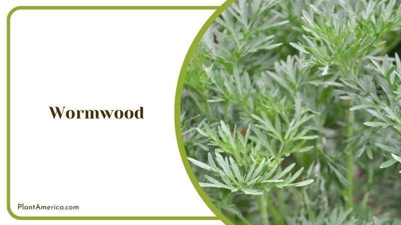 Wormwood PlantAmerica