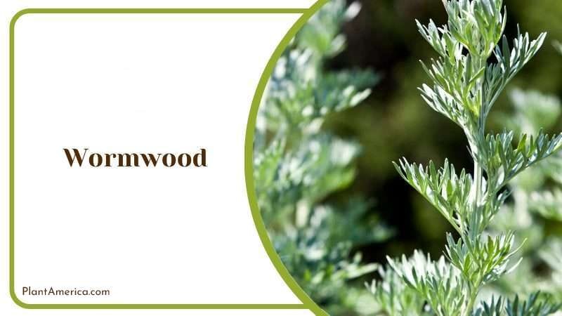 Wormwood or Artemisia Absinthium PlantAmerica