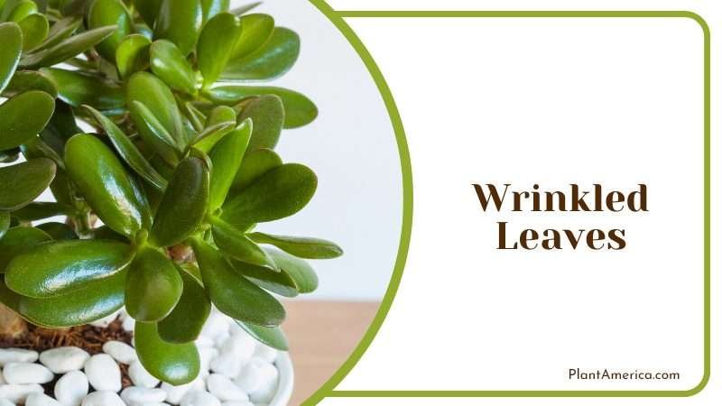Wrinkled jade leaves indication of water requirement Plant America Wrinkled jade leaves indication of water requirement Plant America